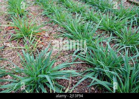 Common oat plants in the tillering stage. Avena sativa. Stock Photo