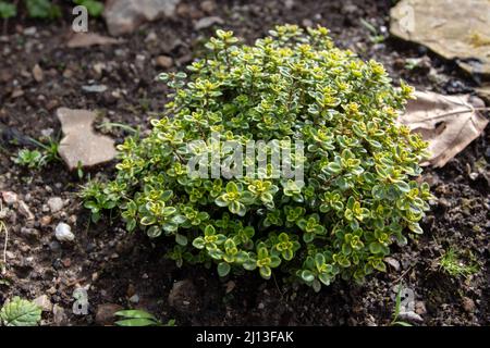 Lemon Thyme Herb Plant