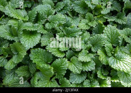 Common balm green leaves in the spring. Melissa officinalis plants. Stock Photo