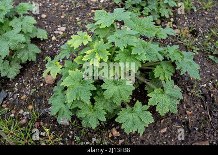 Motherwort or Leonurus cardiaca herbaceous perennial plant in the mint family, Lamiaceae. Throw-wort, lion's ear or lion's tail in the spring. Stock Photo