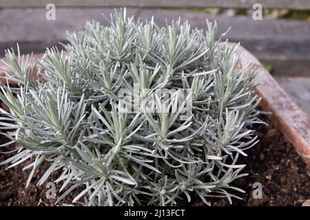 Lavandula stoechas silvery leaves. Spanish or topped or French lavender plant. Stock Photo