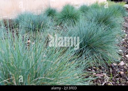 Festuca glauca groundcover plants. Blue fescue ornamental grass in the garden. Stock Photo