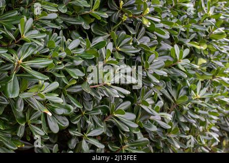 Pittosporum tobira or Australian laurel plants pruned hedge Stock Photo