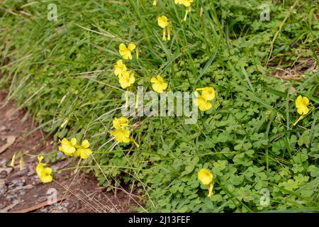 Oxalis pes-caprae or bermuda sorrel plants with yellow flowers in the spring Stock Photo