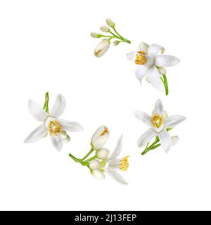 Spiral flying heap of neroli white flowers and buds isolated on white. Citrus bloom. Orange tree blossom. Stock Photo