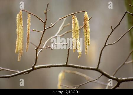 Yellow long spring catkins on tree branch, sunny day Stock Photo