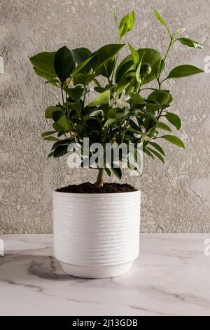 Citrus tangerine mini tree in a white ceramic pot on a marble table against a grey wall. a fashion trend in the home interior Stock Photo