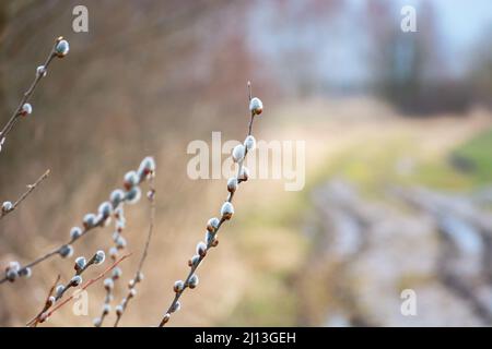 Branches with blooming catkins by the dirt road, spring view Stock Photo