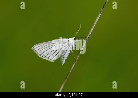 Black-veined Moth (Siona lineata) Stock Photo