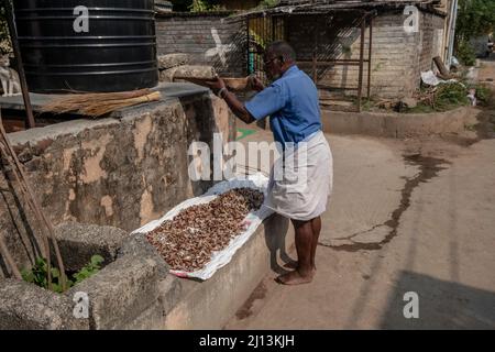 Sun Drying Coconuts in the food market in Tiruvannamalai, Tamil Nadu, India Stock Photo