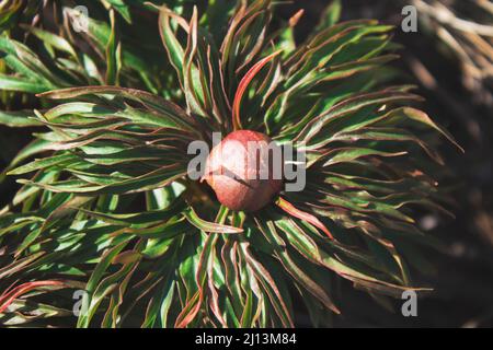Paeonia anomala. Pink simple peony 'Maryin root'. Spring flower. Selective focus. Stock Photo