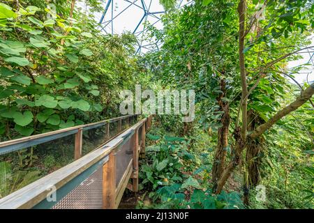 Walkway bridge inside the Eden Project in Cornwall, UK Stock Photo