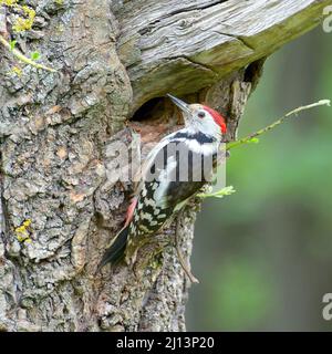 Great spotted woodpecker on tree trunk. Stock Photo