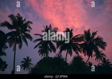 Silhouettes of palm trees against moody sky with red clouds at dusk. Beauty in nature. Stock Photo