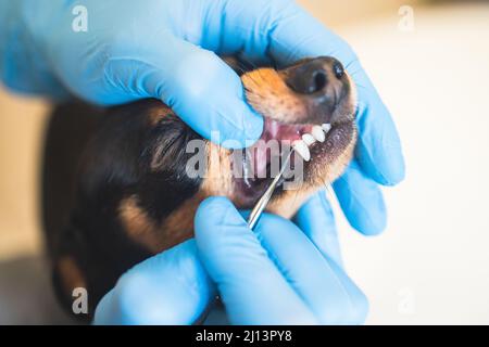 Veterinarian specialist holding the small dog and cleaning whitening dog teeth at home with toothpaste dental floss, small black young dog tooth hygie Stock Photo