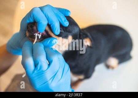 Veterinarian specialist holding the small dog and cleaning whitening dog teeth at home with toothpaste dental floss, small black young dog tooth hygie Stock Photo
