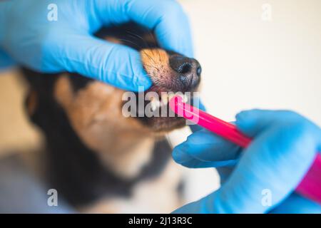 Veterinarian specialist holding the small dog and cleaning whitening dog teeth at home with toothpaste dental floss, small black young dog tooth hygie Stock Photo