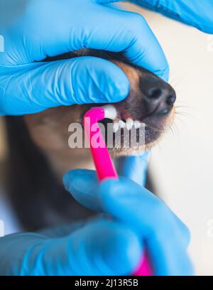 Veterinarian specialist holding the small dog and cleaning whitening dog teeth at home with toothpaste dental floss, small black young dog tooth hygie Stock Photo