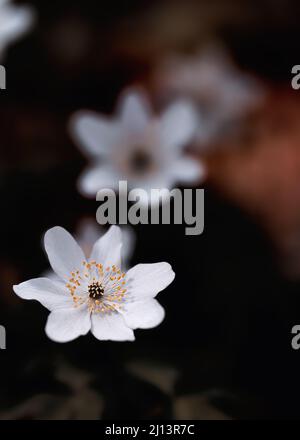 White flower Anemone Nemorosa closeup wth blurry for and background, soft focus. Warm light. Stock Photo