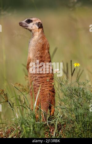 Meerkat, Addo Elephant National Park Stock Photo