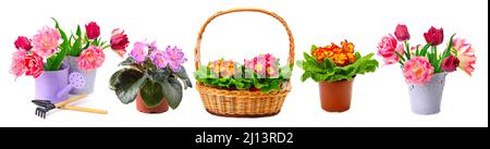Collection of multicolored fresh violets and tulips isolated on white background. Stock Photo