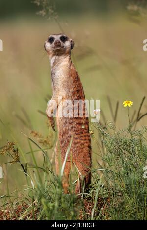 Meerkat, Addo Elephant National Park Stock Photo