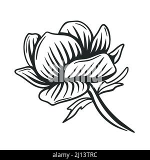 Beautiful lush large flower graphic black drawing isolated illustration. Blossomed bud hand engraved. Natural flower decoration for design vector Stock Vector