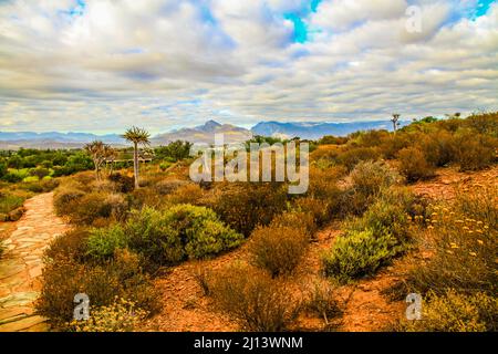 Karoo Desert National Botanical Gardens featuring Succulents, Aloes and Quiver Trees Stock Photo