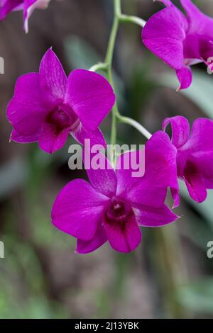 LOS PALMITOS, GRAN CANARIA, SPAIN - MARCH 8 : Pink Orchid flowering in Los Palmitos, Gran Canaria, Spain on March 8, 2022 Stock Photo