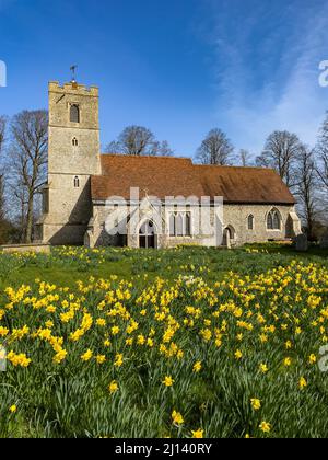 Field of Daffodils in bloom in front of  All Saints  Church Rickling, Essex UK against a clear blue sky, Essex, UK. Stock Photo