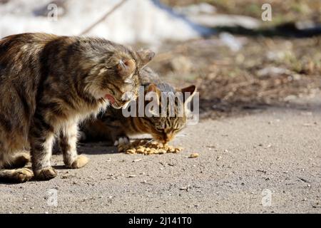 Stray cats eating food on a street. Care of animals at spring weather Stock Photo