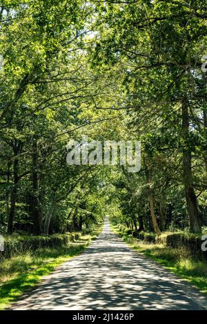 An asphalt road leads straight through a light bright green forest and the sunlight speckles the surface of the road. Stock Photo