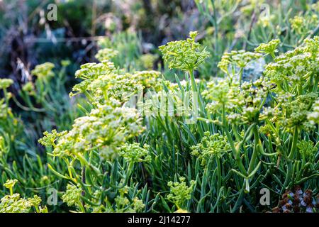 Herbs, succulents and grasses on a heather hill in cheerful sunlight shine in different shades of green. Stock Photo