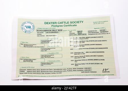 Dexter Cattle Society Pedigree Certificate Stock Photo