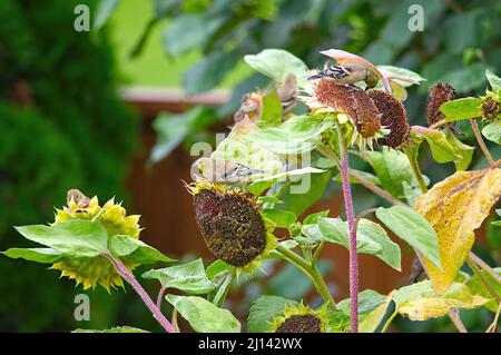 Several American Goldfinch (Spinus tristis) non-breeding males, eating seeds from sunflowers. Stock Photo