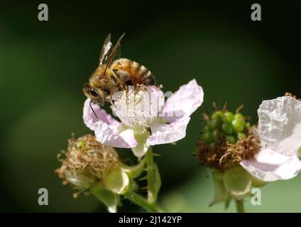 A Honeybee (Apis) collecting pollen from a Himalayan Blackberry Blossom (Rubus armeniacus).