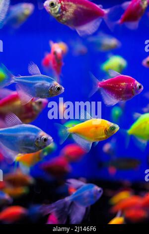 assortment of Ternetia Glofish in blue aquarium Stock Photo
