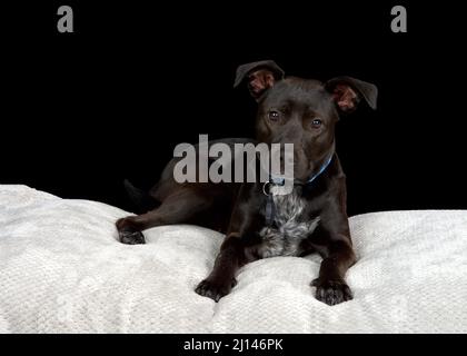 Portrait of a black labrador mix puppy with white chest markings wearing a blue checkered collar laying on a grey blanket looking at viewer with atten Stock Photo