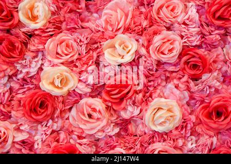 Background of pink red and cream colored roses. Stock Photo