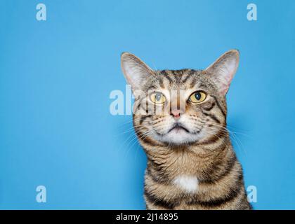 Portrait of a Brown and black tabby kitten with white bib marking on chest and face looking just above viewer with forlorn expression. Blue background Stock Photo