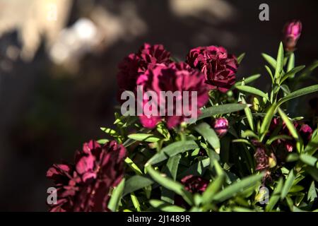 Purple carnations in bloom in a vase seen up close Stock Photo