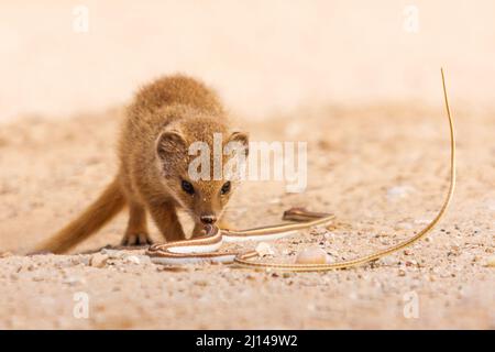 Baby Yellow Mongoose, Cynictis penicillata, inspecting Kalahari Sand Snake, Psammophis trinasalis, prey, Kgalagadi Transfrontier National Park Stock Photo