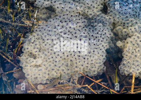 Frogspawn in a stream in the UK Stock Photo