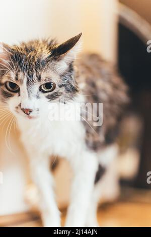 Wet pet cat after washing in bath sits on floor. Portrait of animal. Pet care products. Stock Photo