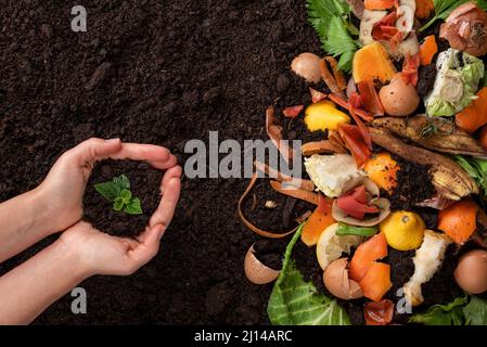 Top view of the hands that hold young sprout against the background of organic debris on the ground, eco problem concept Stock Photo