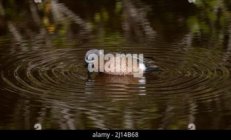 Blue Winged Teal Stock Photo