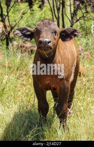 Cape buffalo calf, Addo Elephant National Park Stock Photo