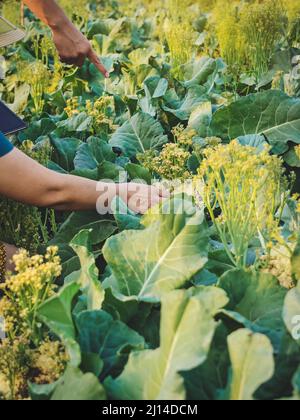 Female gardener research and checking quality fresh cauliflower in organic farm. Asian farmer control on cauliflower field. Organic vegetables. Agricu Stock Photo