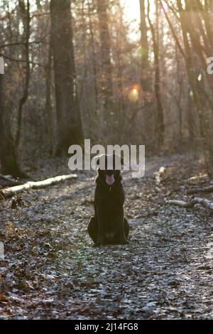 Beautiful shot of a black labrador retriever sitting on fallen autumn leaves on ground of the forest Stock Photo