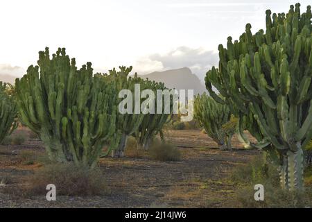 Euphorbia candelabrum (Candelabra trees) growing in the arid landscape of southern Gran Canaria Canary Islands Spain. Stock Photo